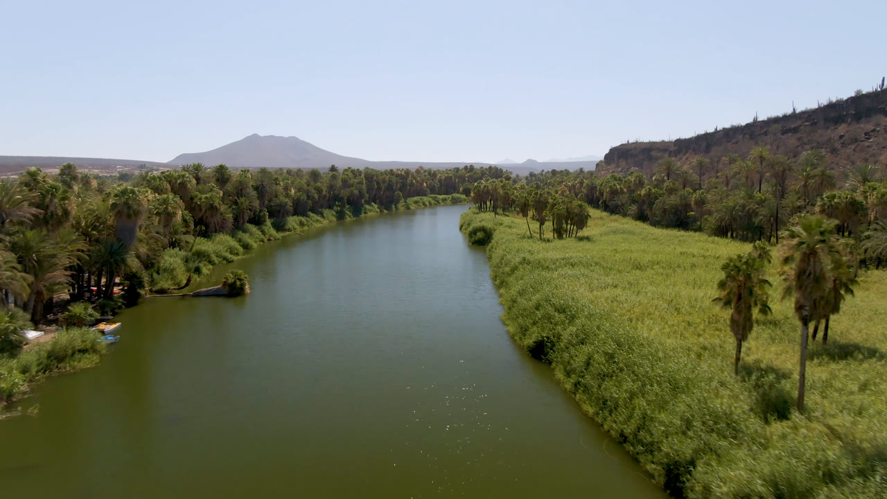 Aerial frame from San Ignacio, Baja California Sur, showing a green river running between dense reeds and palms, with distant mountains under a clear sky and no visible people.