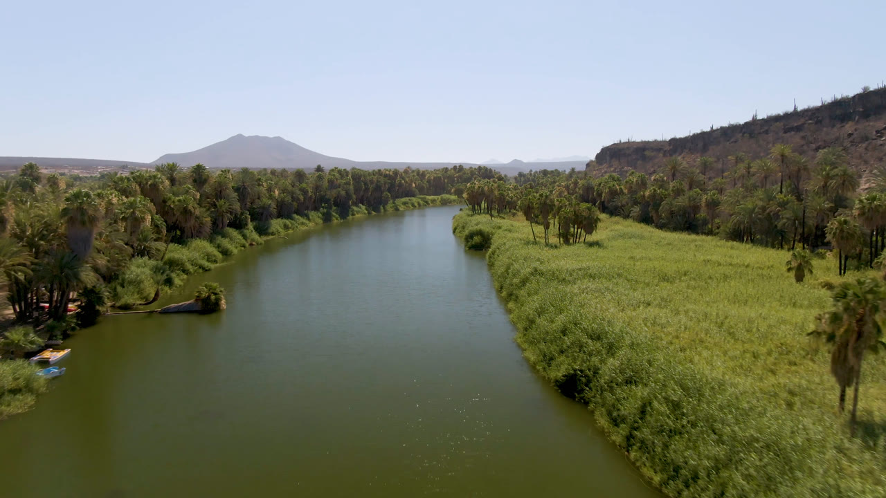 Aerial view in San Ignacio, Baja California Sur, with the river centered, thick reed beds on both banks, palms at the right edge, a rocky ridge beyond them, and no visible people.
