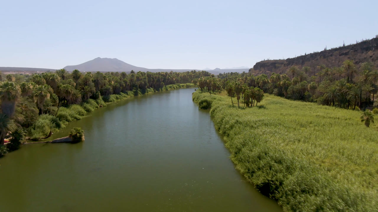 Aerial river view with dense reeds, palm clusters, and mountains on the horizon.