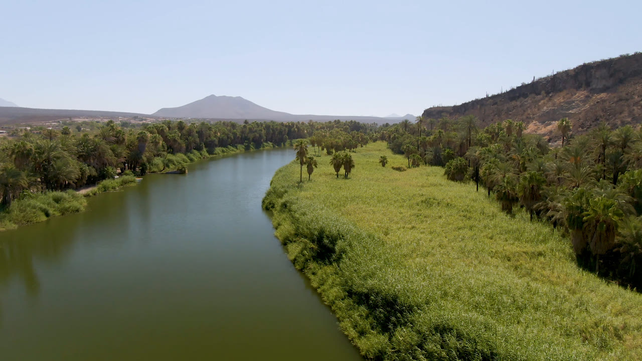 Opening aerial frame of a green river beside a broad grassy bank, palm trees, dry hillside, and distant mountains in San Ignacio, Baja California Sur, with no visible people.