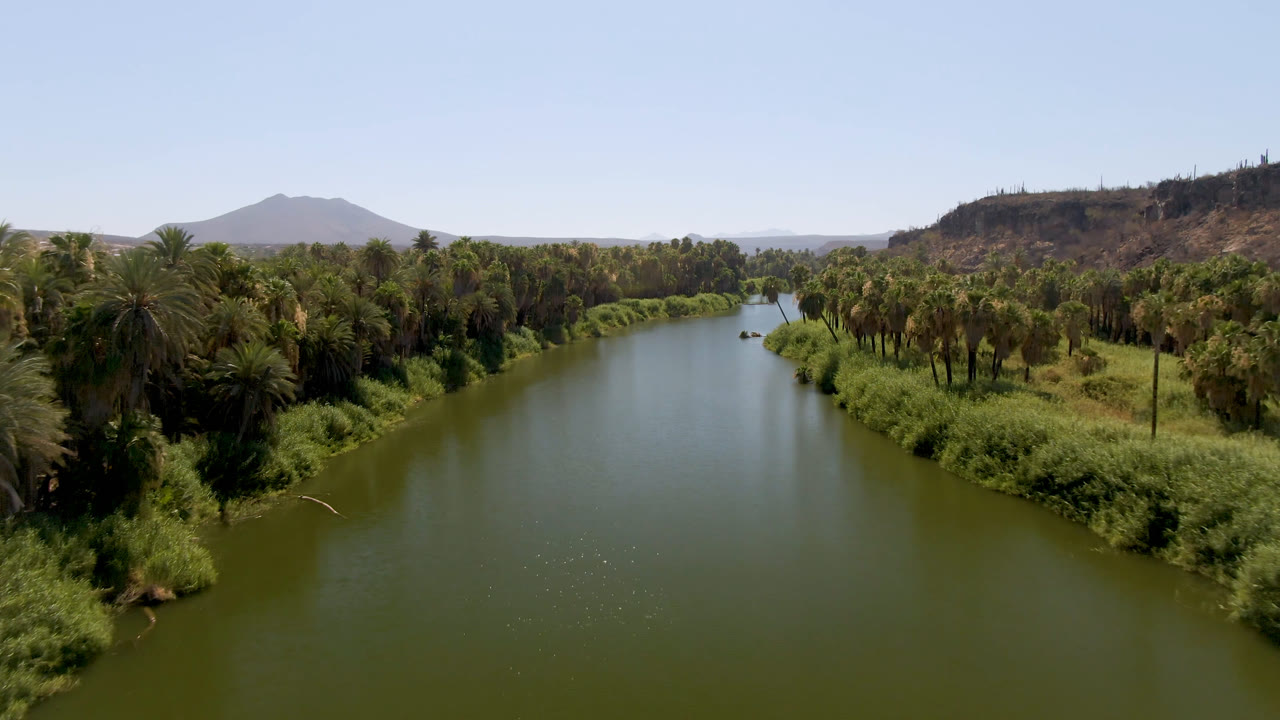 Aerial view over a green river in San Ignacio, Baja California Sur, with palms and reeds lining both banks, dry hills in the distance, and no visible people.