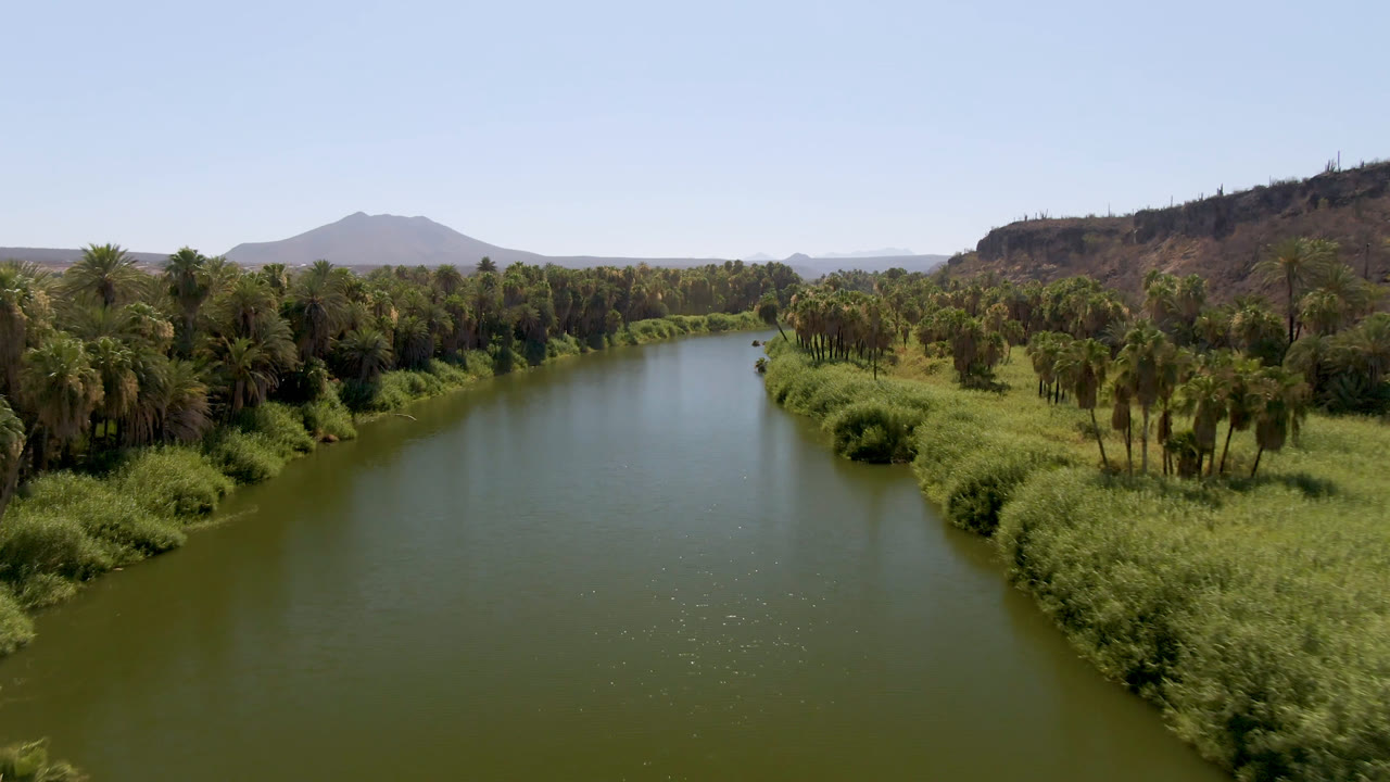 Aerial frame over a green river in San Ignacio, Baja California Sur, with palms and reeds lining both banks, dry hills in the distance, and no visible people.