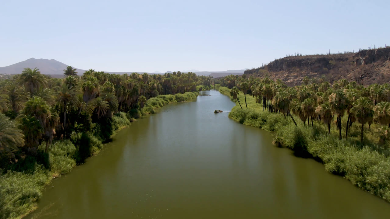 Wide aerial view of a green river bordered by palms and reeds.