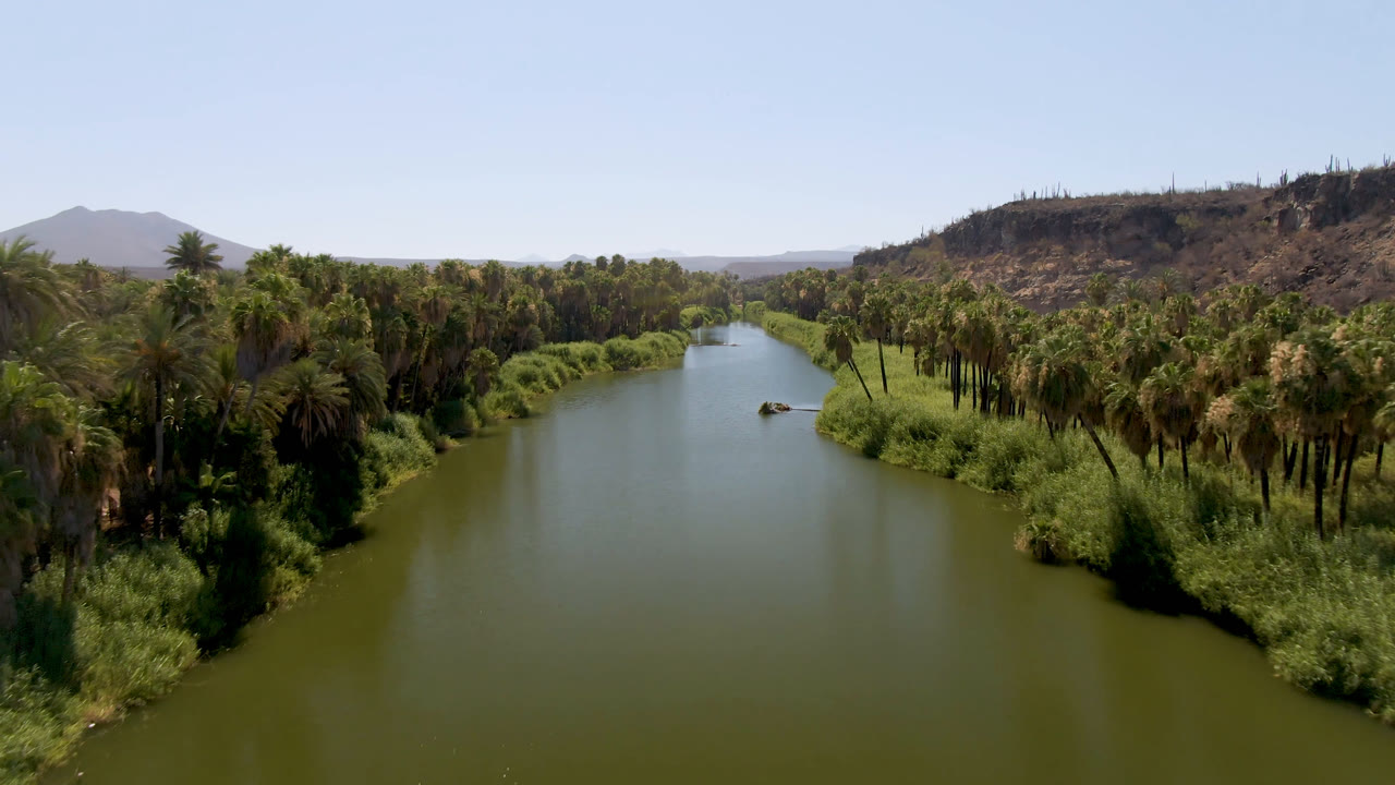 Aerial frame in San Ignacio, Baja California Sur, with the river centered between palm groves, a small boat or object near the right bank, dry hills behind, and no visible people.