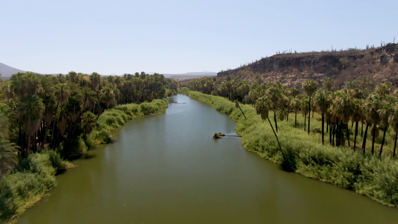 Elevated view in San Ignacio, Baja California Sur, Mexico, looking along a green river bordered by dense palms, tall reeds, dry hills, and no clearly visible people.