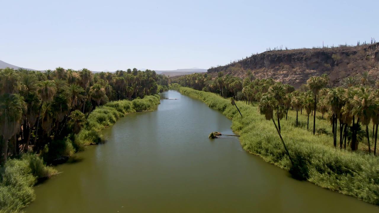 Aerial frame from San Ignacio, Baja California Sur, Mexico, with the river centered between reed beds and palm groves, backed by a dry ridge and pale blue sky.