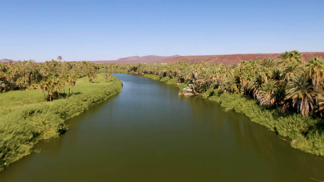 Drone view in San Ignacio, Baja California Sur, looking along the green river channel with palms packed on the right bank, a grassy left bank, distant hills, and no visible people.