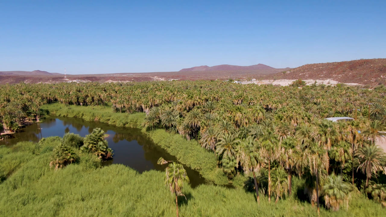 Aerial view of palm forest around dark water with desert hills beyond.