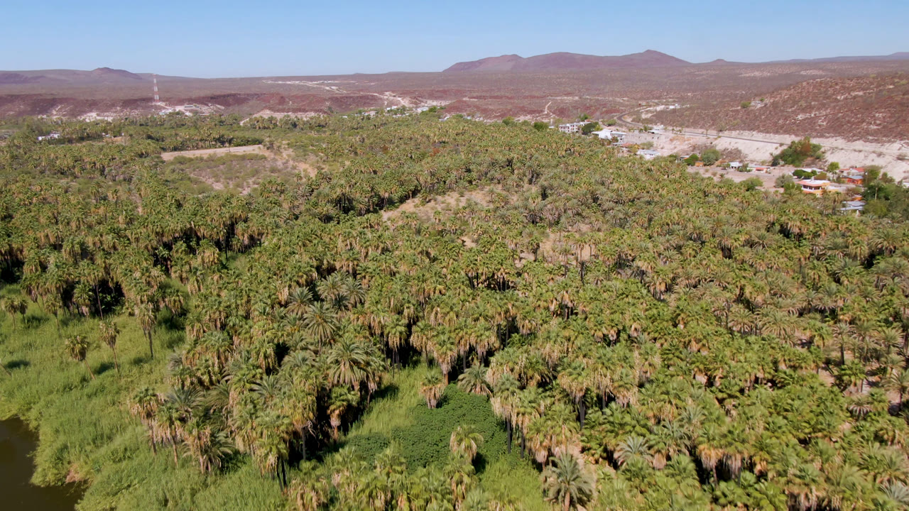 Palm forest and green oasis vegetation below dry hills and a clear sky.