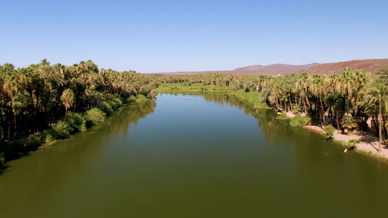 San Ignacio aerial frame with the right riverbank palms more prominent, open green water in the foreground, low desert hills on the horizon, and no visible people.