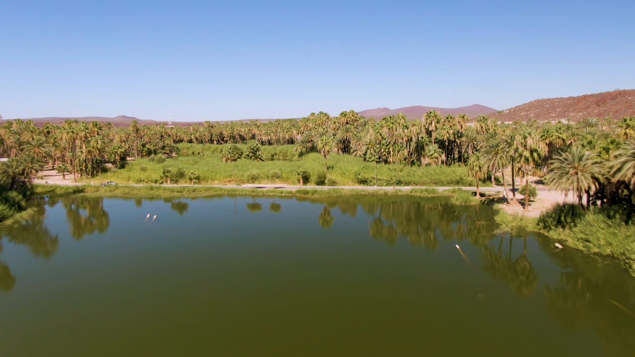 Aerial view of green water beside a palm-lined oasis under blue sky.
