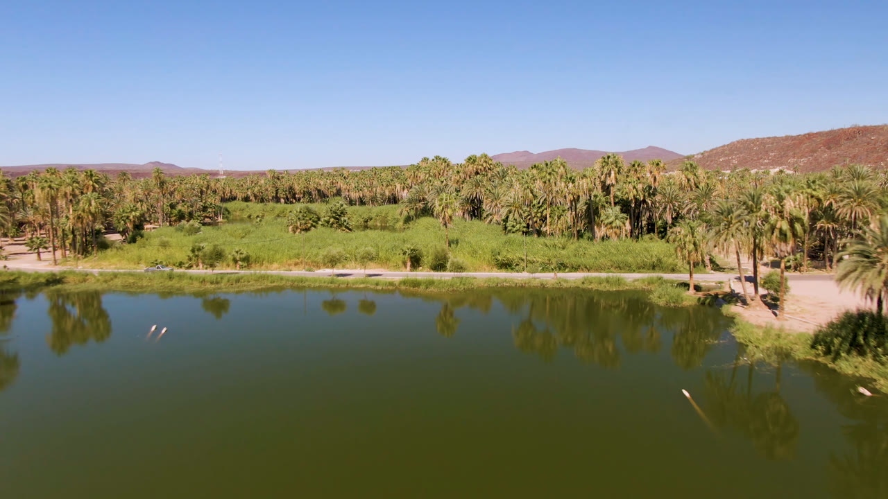 Aerial view in San Ignacio, Baja California Sur, looking across green water toward palms, reeds, a sandy shoreline, brown hills, and no visible people.