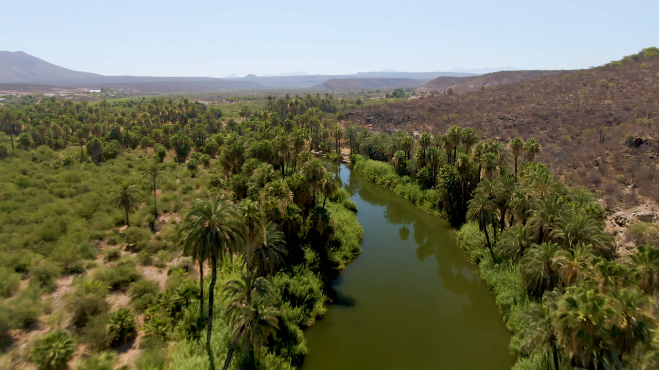Aerial frame over San Ignacio, Baja California Sur, showing a green river channel lined with palms, dry hills beyond, open blue sky, and no visible people.