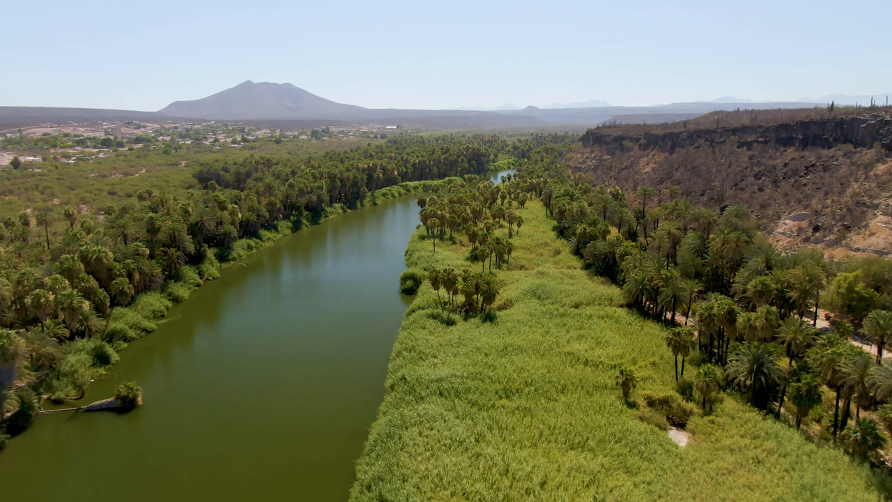 Aerial view in San Ignacio, Baja California Sur, Mexico, with the river channel closer to center, reed beds along the bank, palms forming a green corridor, and no visible people.