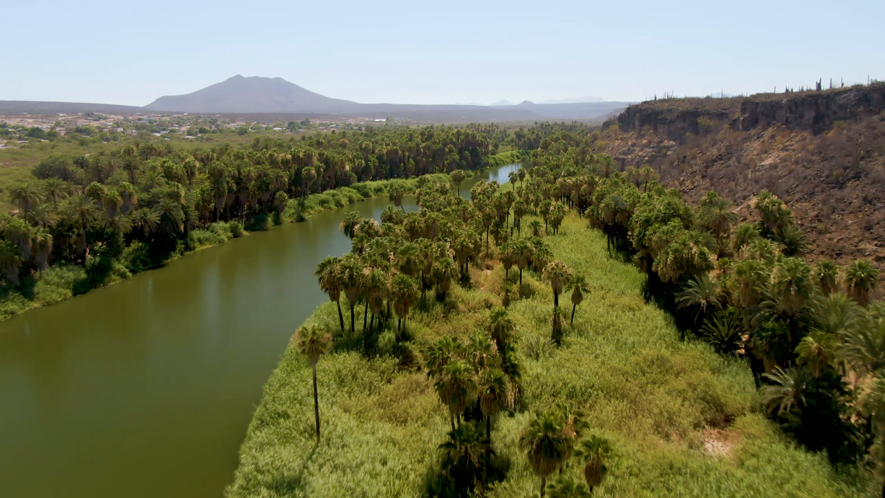 Aerial frame over San Ignacio, Baja California Sur, showing green river water on the left, dense palms and grasses in the center, dry hillside to the right, distant mountains, and no visible people.