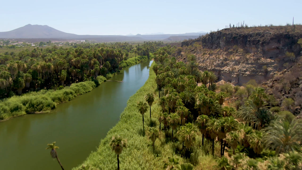 San Ignacio aerial frame with the river centered between thick palm growth, bright green reeds, a tan rock wall, distant desert flats, and no visible people.