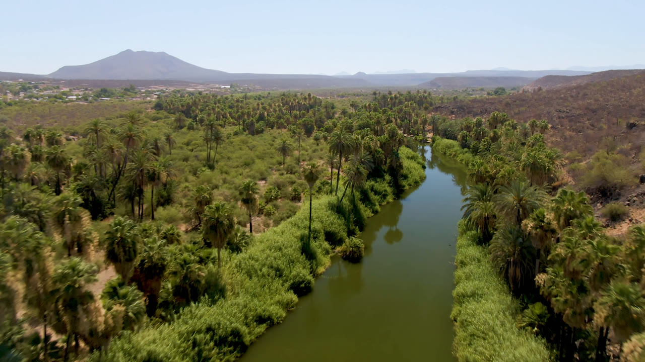 Aerial view in San Ignacio, Baja California Sur, Mexico with the river centered between thick green vegetation, palms on both banks, brown hills to the right, and no visible people.