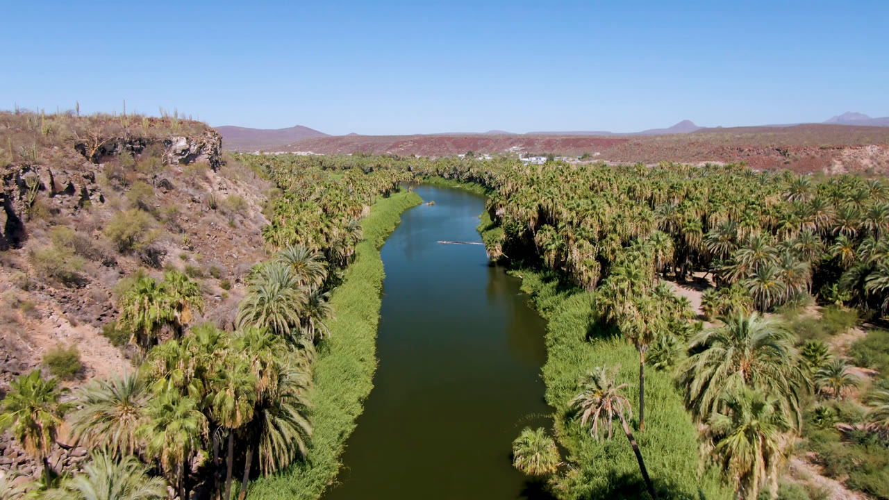 Elevated drone view in San Ignacio, Baja California Sur, looking along green water bordered by dense palms, reeds, rocky bluffs, distant hills, and no visible people.
