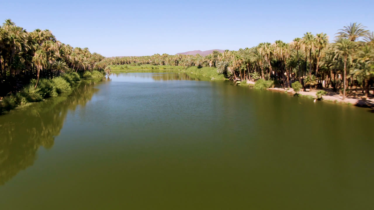 Broad green river with palm trees on the right bank.