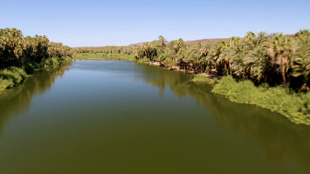 Opening aerial view of a green river bordered by dense palms in San Ignacio, Baja California Sur, Mexico, with low hills beyond and no visible people.