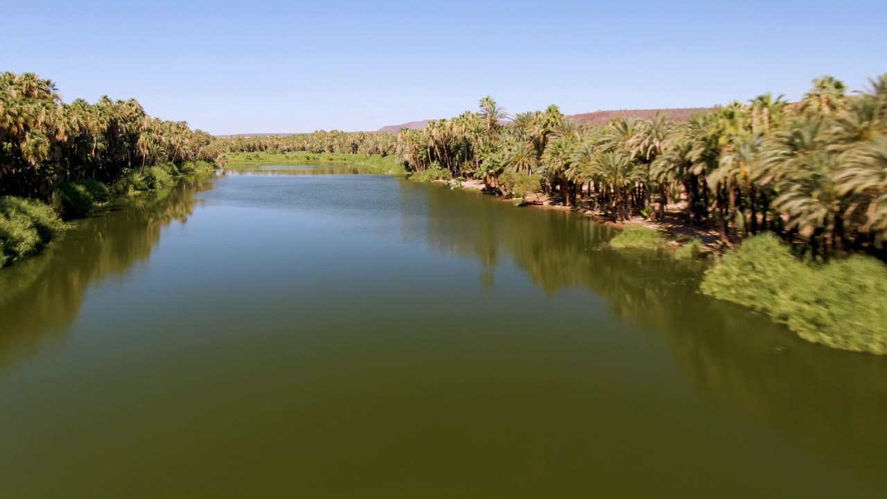 Aerial frame over broad green water in San Ignacio, Baja California Sur, Mexico, with palms clustered on the right bank, vegetation on the left, and no visible people.