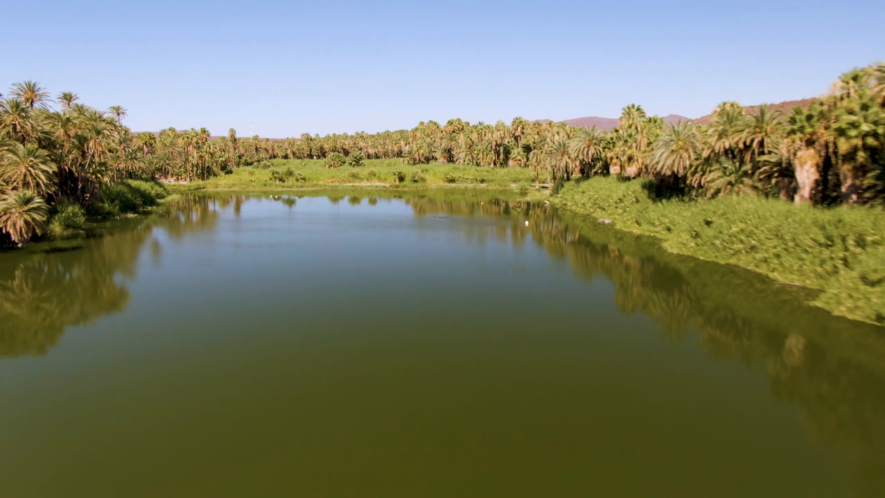 Palm-covered riverbank reflected in calm green water beneath a cloudless sky.