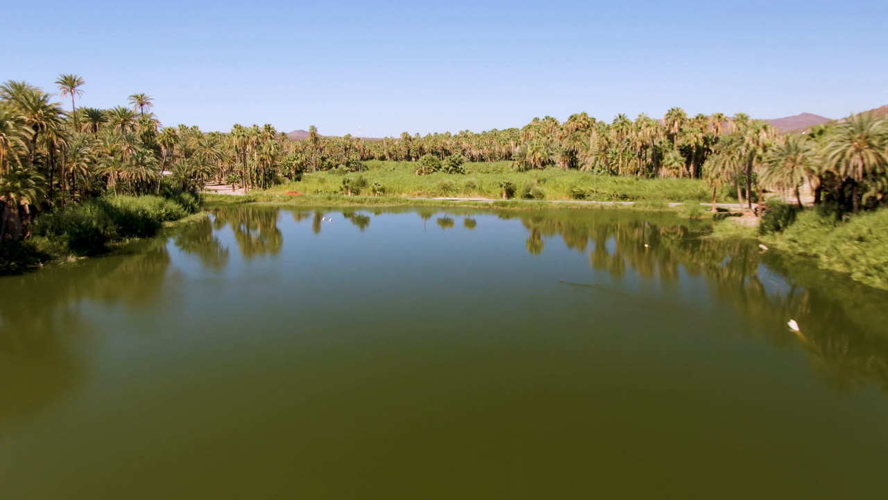 Wide aerial frame over a green oasis lake in San Ignacio, Baja California Sur, with palm trees across the far shore, faint hill shapes beyond, reflected sky on the water, and no visible people.