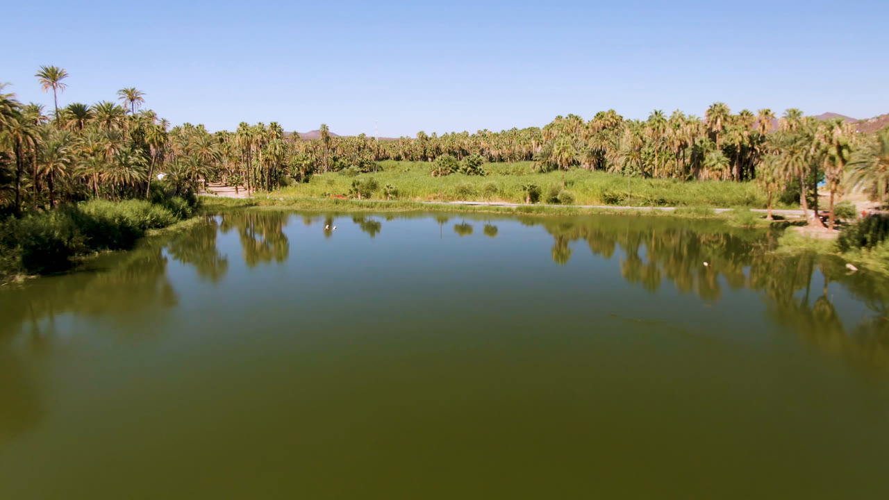 Aerial view of the San Ignacio oasis lake with dense palms across the shore, a tall palm near the skyline, smooth green water in the foreground, and no visible people.