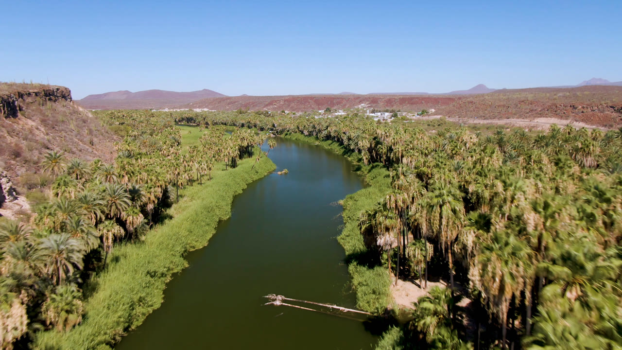 Wide aerial frame in San Ignacio, Baja California Sur with the river running through palm groves, a small bare branch or log near the water, distant buildings, and no visible people.