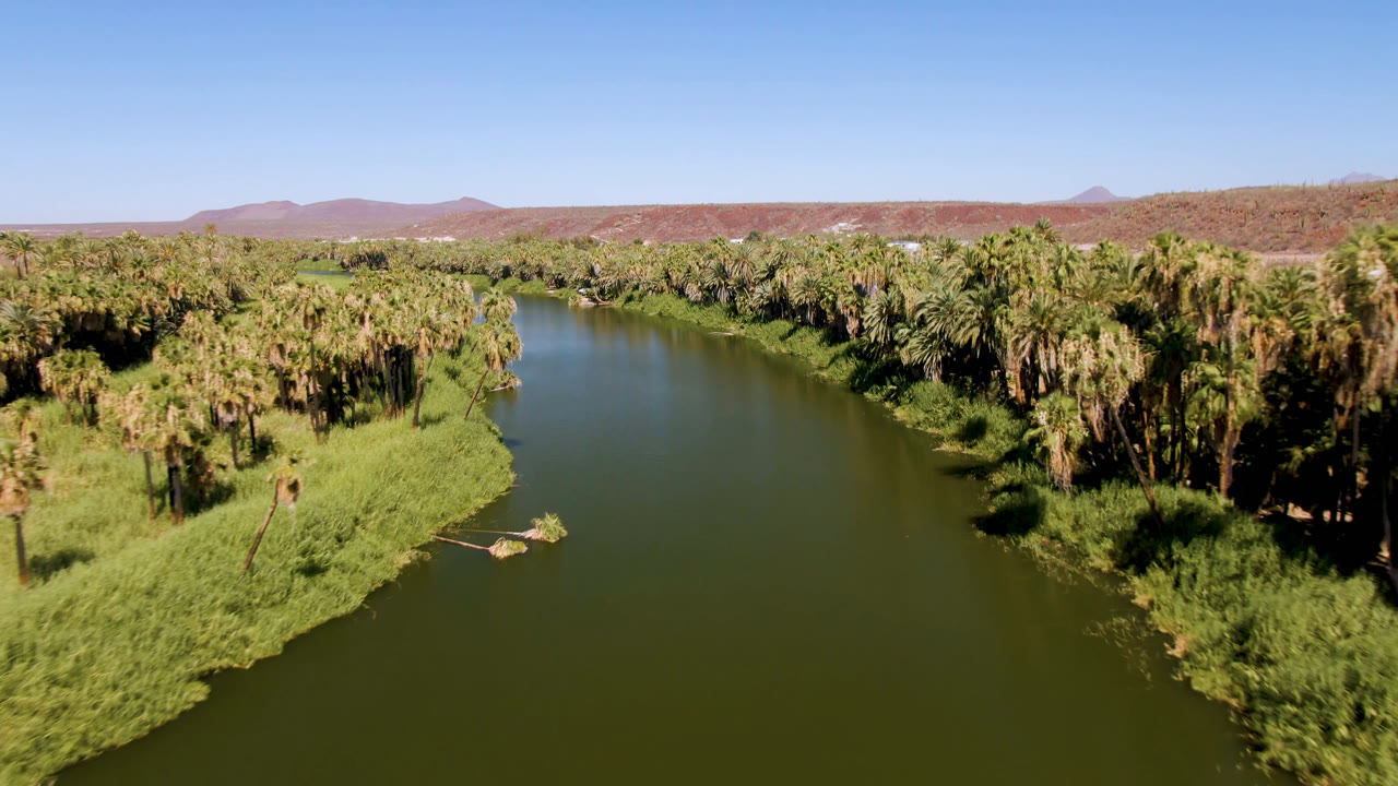 Aerial view over a green river in San Ignacio, Baja California Sur, with palm trees and grassy banks on both sides, low desert hills beyond, and no visible people.