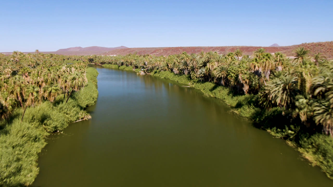 Aerial view over a green river in San Ignacio, Baja California Sur, with dense palms on both banks, dry mountains on the horizon, clear blue sky, and no visible people.