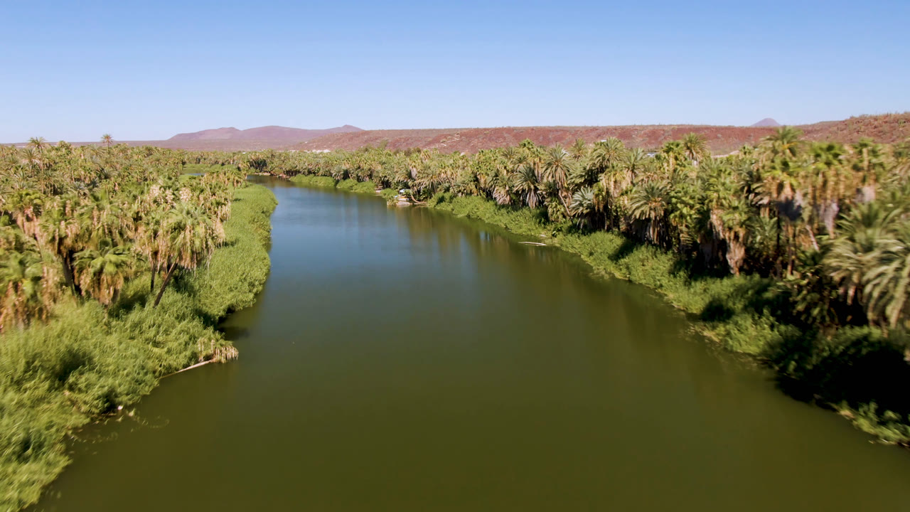 Aerial frame in San Ignacio, Baja California Sur, looking along the green river as palm groves and reeds form both banks, with low desert mountains beyond and no visible people.