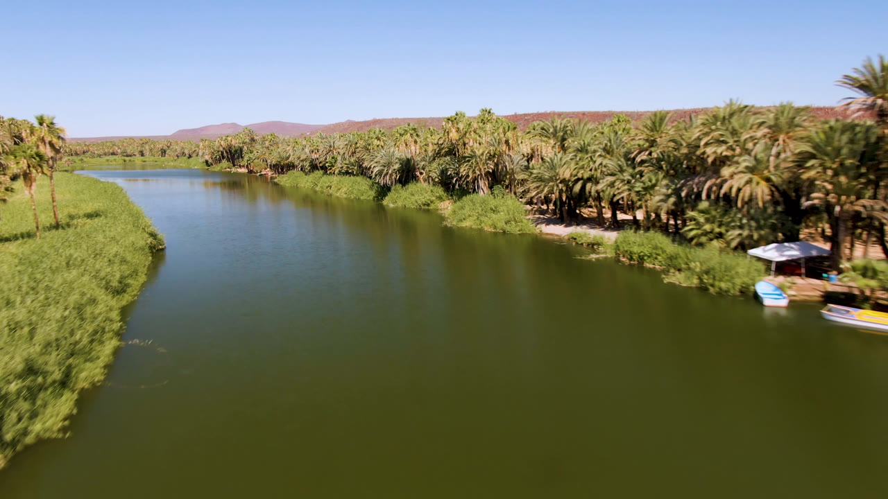 Aerial view over a green river in San Ignacio, Baja California Sur, with palm trees along the right bank, tall grass on the left edge, small boats near shore, and no visible people.