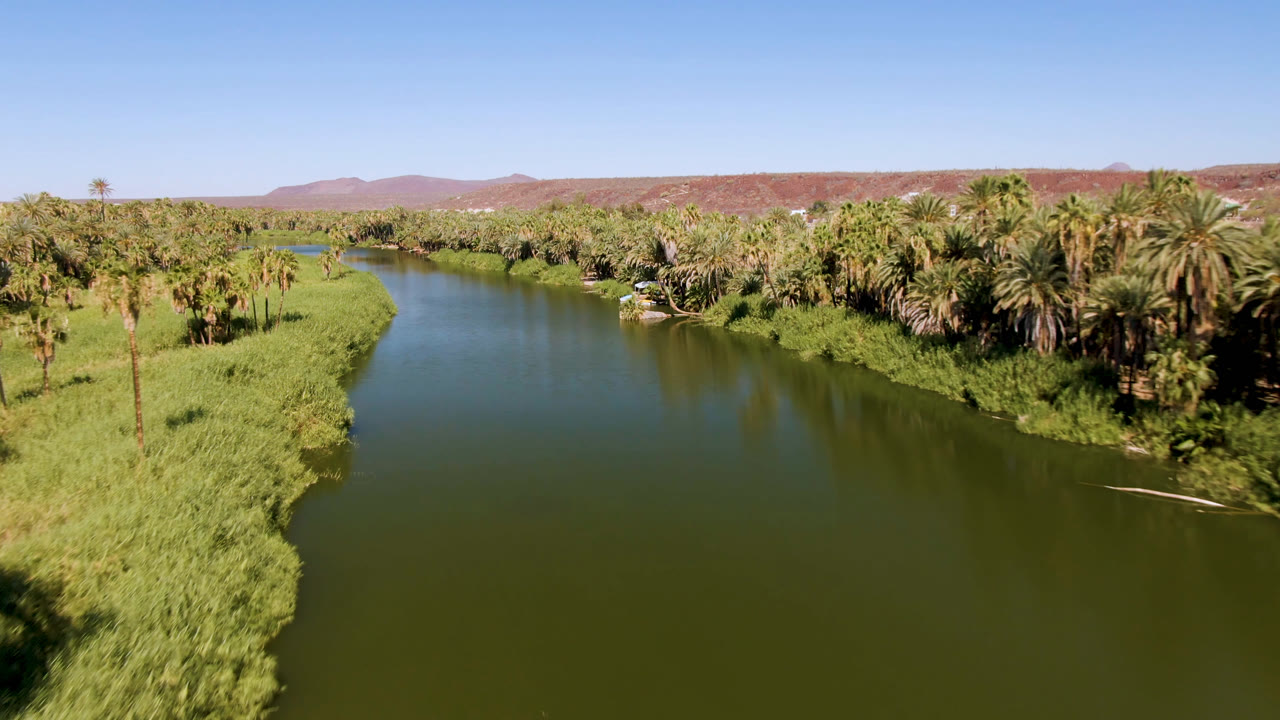 Aerial frame in San Ignacio, Baja California Sur, Mexico, with the river centered, dense palms on the right bank, grasses on the left bank, distant hills, and no visible people.