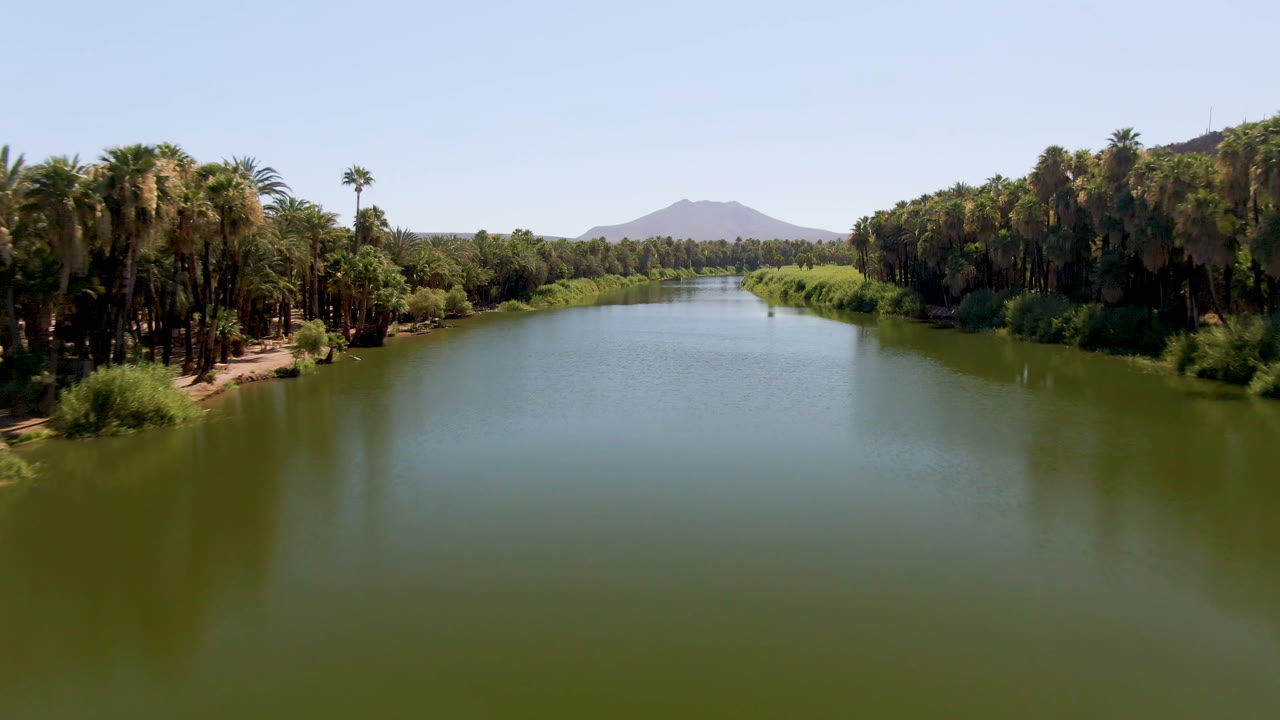 San Ignacio river view with more of the right-bank palm grove visible, still green water in the foreground, low mountain beyond the trees, and no visible people.