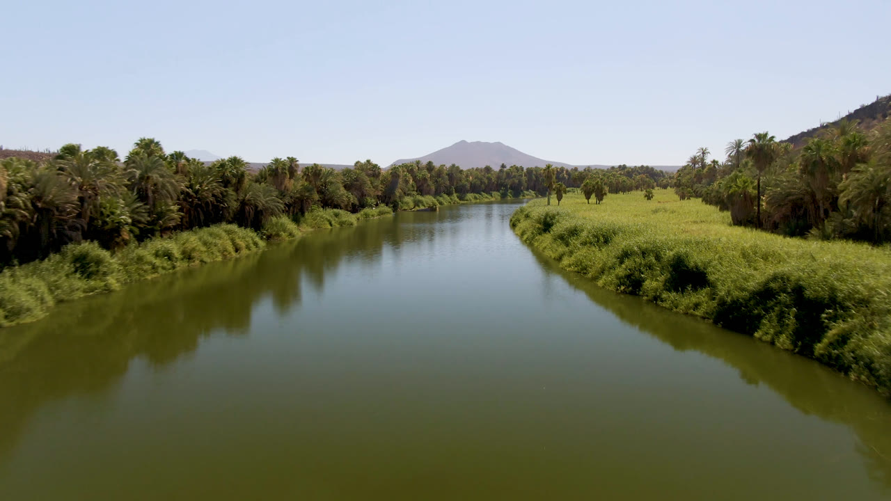 River fork-like bend bordered by palms and green vegetation