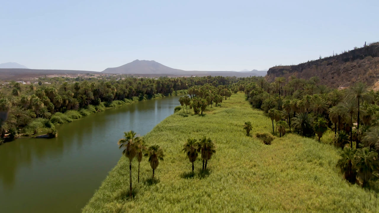 Aerial view of a green river beside palms and tall grass