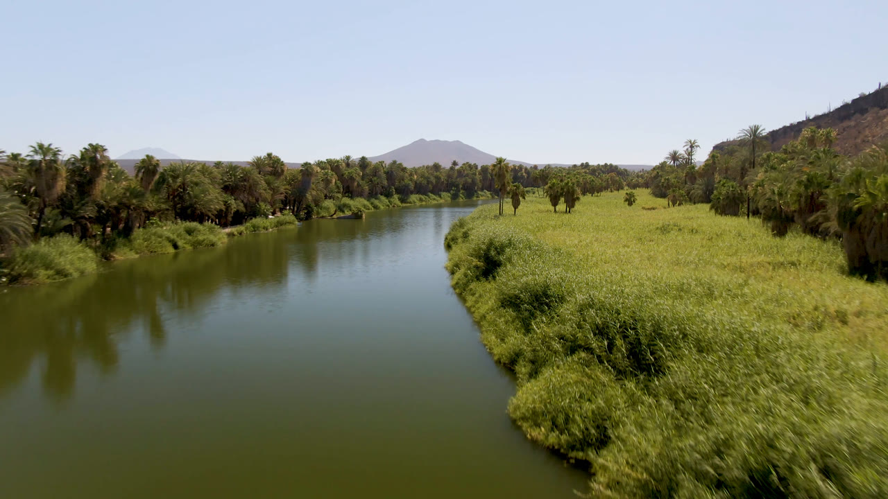 Aerial frame from San Ignacio, Baja California Sur, showing green river water in the foreground, tall grasses on the right bank, palms along the far bank, distant hills, and no visible people.