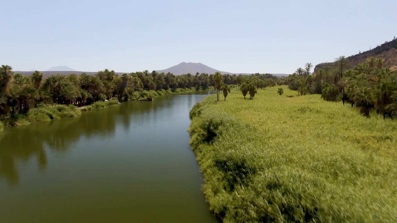 Aerial frame from San Ignacio, Baja California Sur, with the river channel centered between a grassy right bank, dense palm trees on the left, low mountains in the distance, and no visible people.