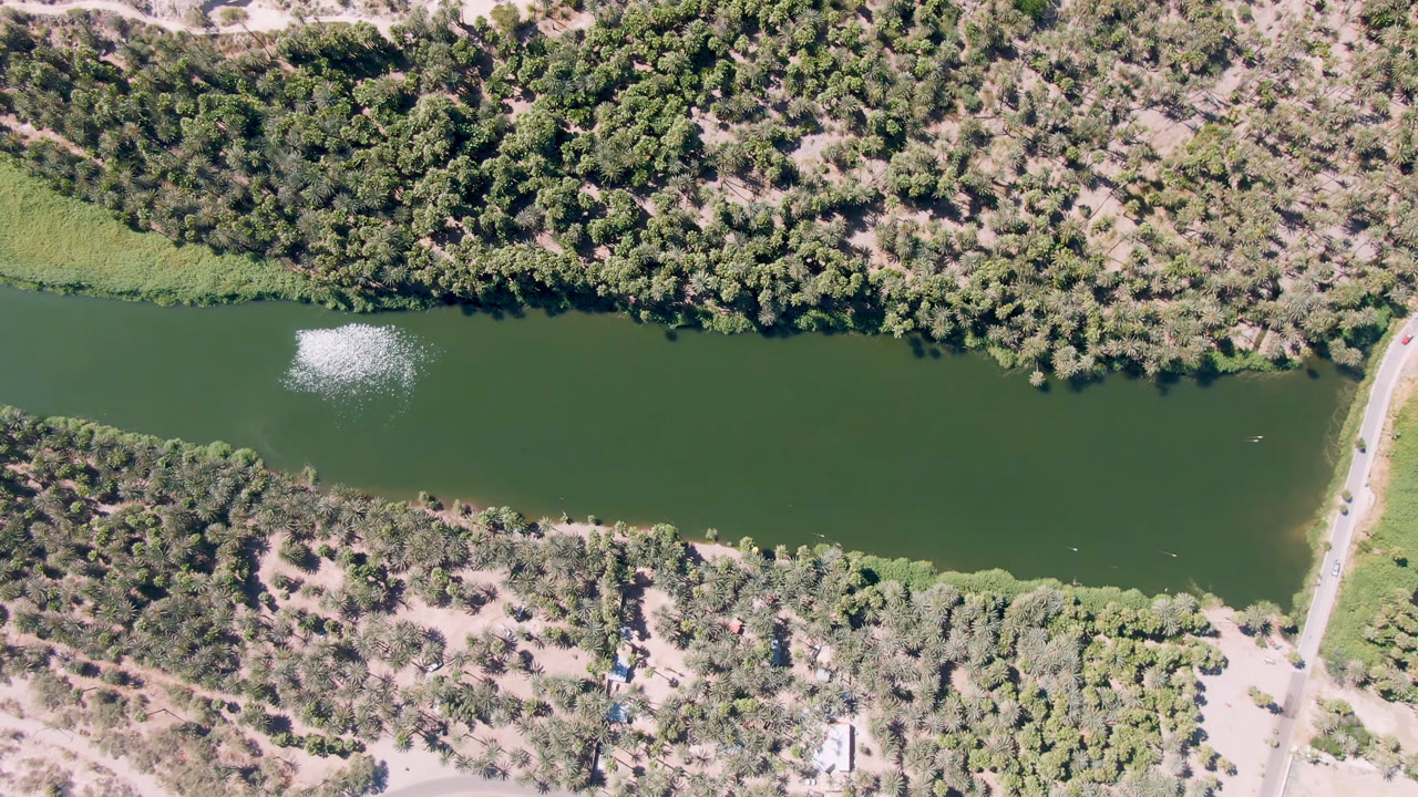 Aerial view in San Ignacio, Baja California Sur, Mexico with the green river centered, dense trees along the upper bank, a dirt road at right, and no visible people.