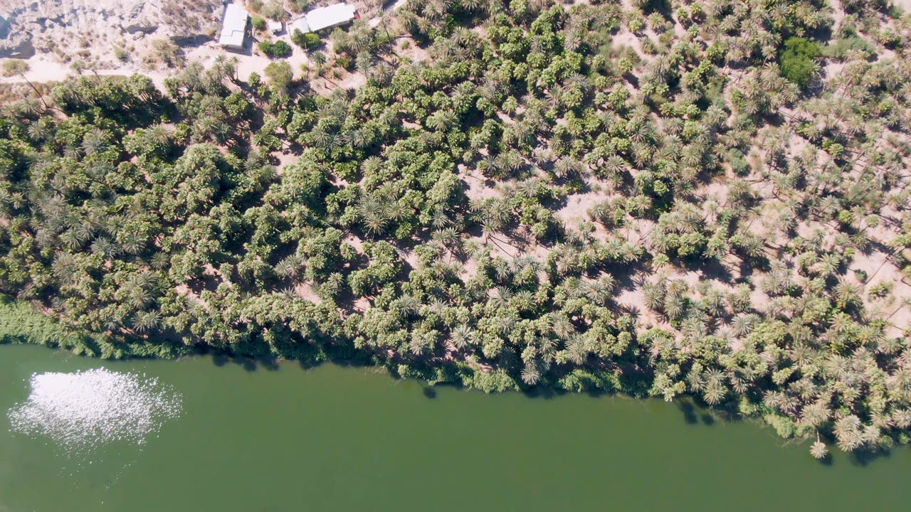 High overhead frame in San Ignacio, Baja California Sur, showing green river water along the bottom edge, dense palms on sandy ground, bright sun glare on the water, and no visible people.
