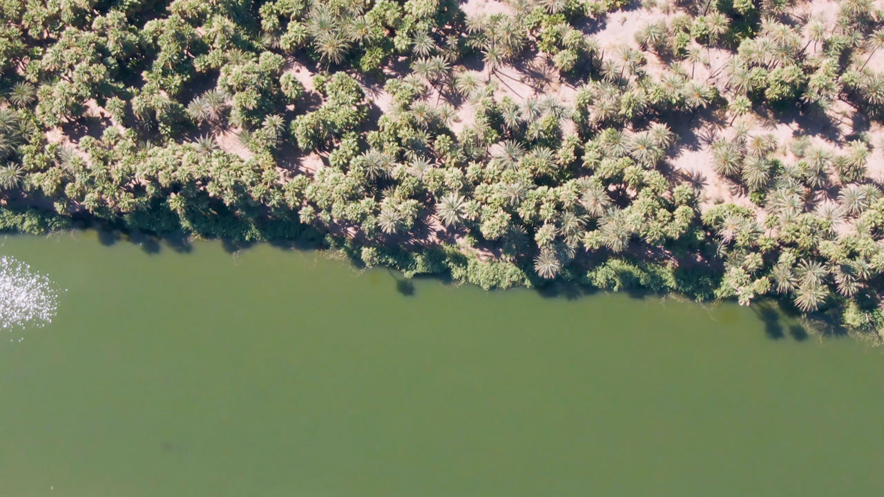 Top-down aerial frame over green water and a dense palm-lined shore in San Ignacio, Baja California Sur, with bright surface glints and no visible people.