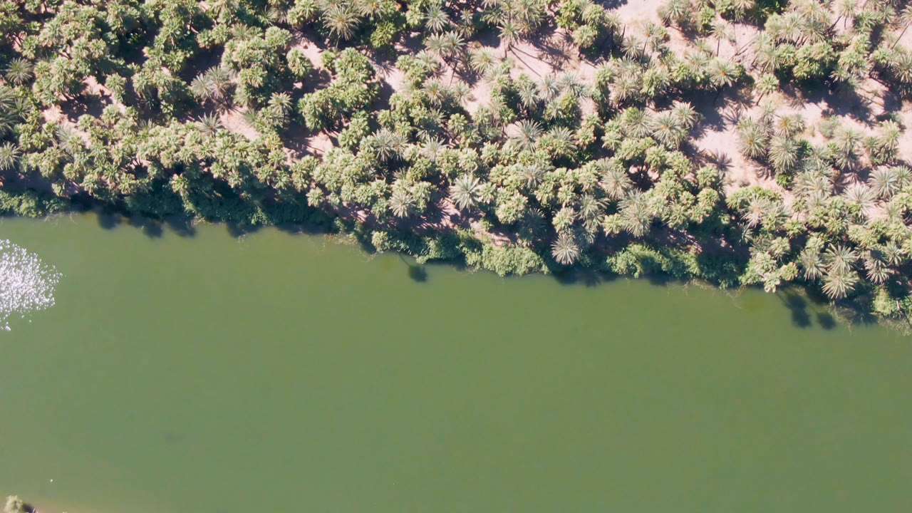 Aerial view of green water below a continuous band of palms and shrubs in San Ignacio, Baja California Sur, with no visible people or readable markings.