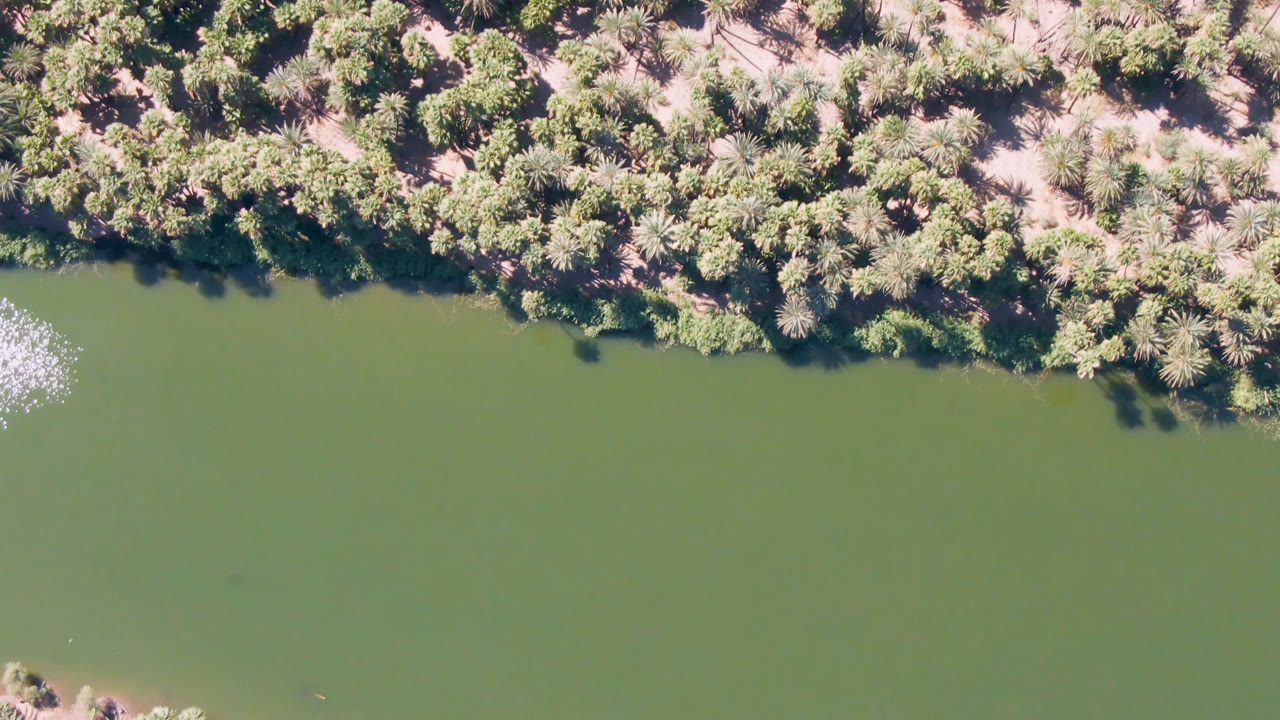 Palm-covered shoreline bordering flat green water from above.