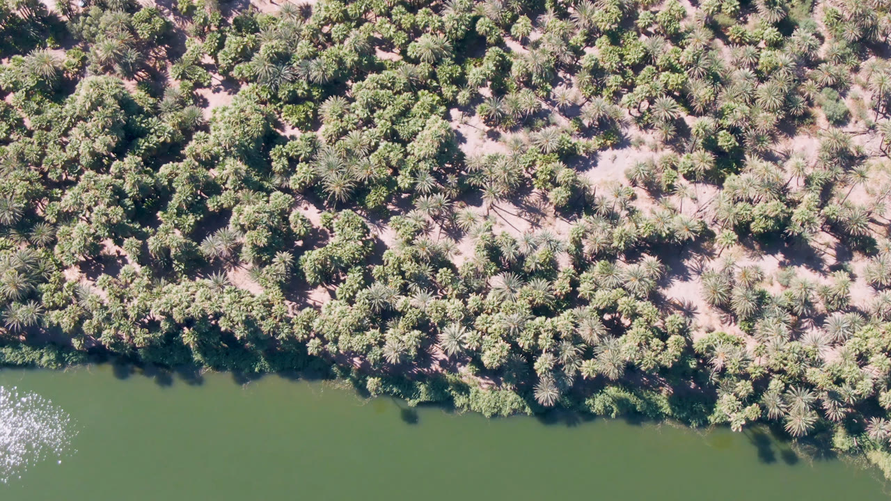 Overhead view of green river water meeting dense palms and shrubs in San Ignacio, Baja California Sur, with bright water sparkle near the left edge and no visible people.