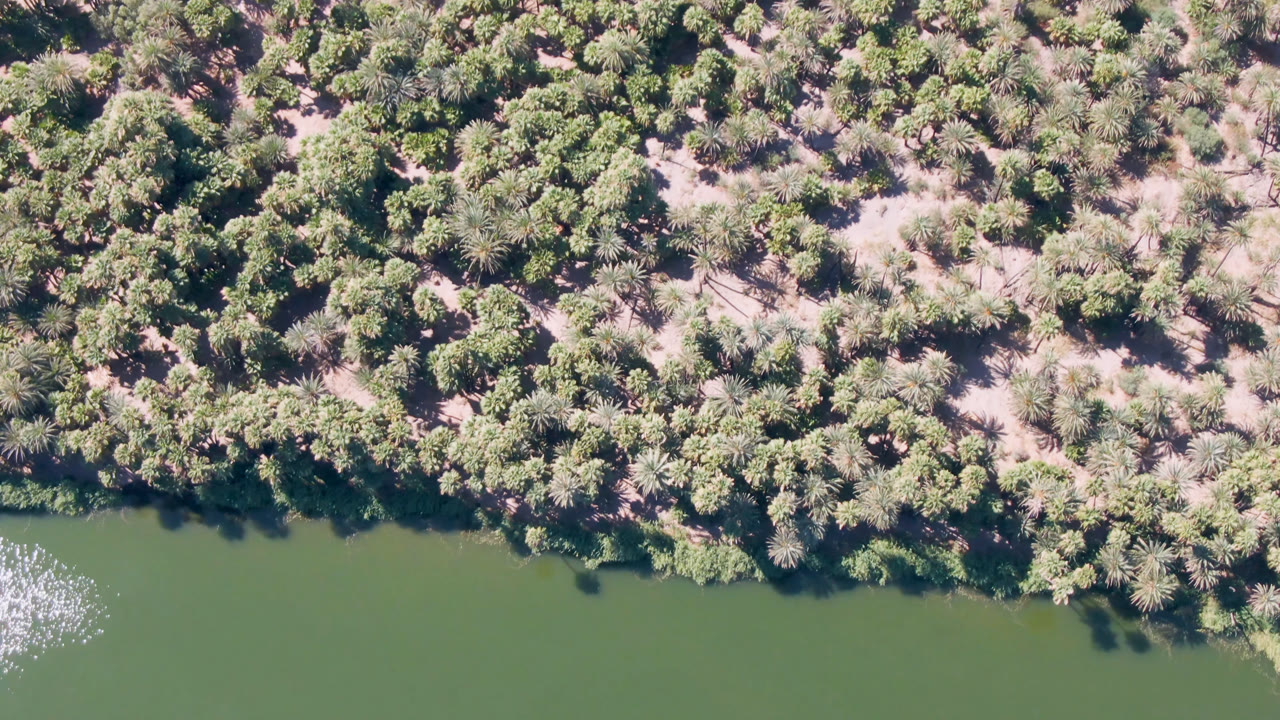 Aerial overhead frame in San Ignacio, Baja California Sur, showing green river water below a thick band of palms and brush, with a small bright reflection on the water and no visible people.