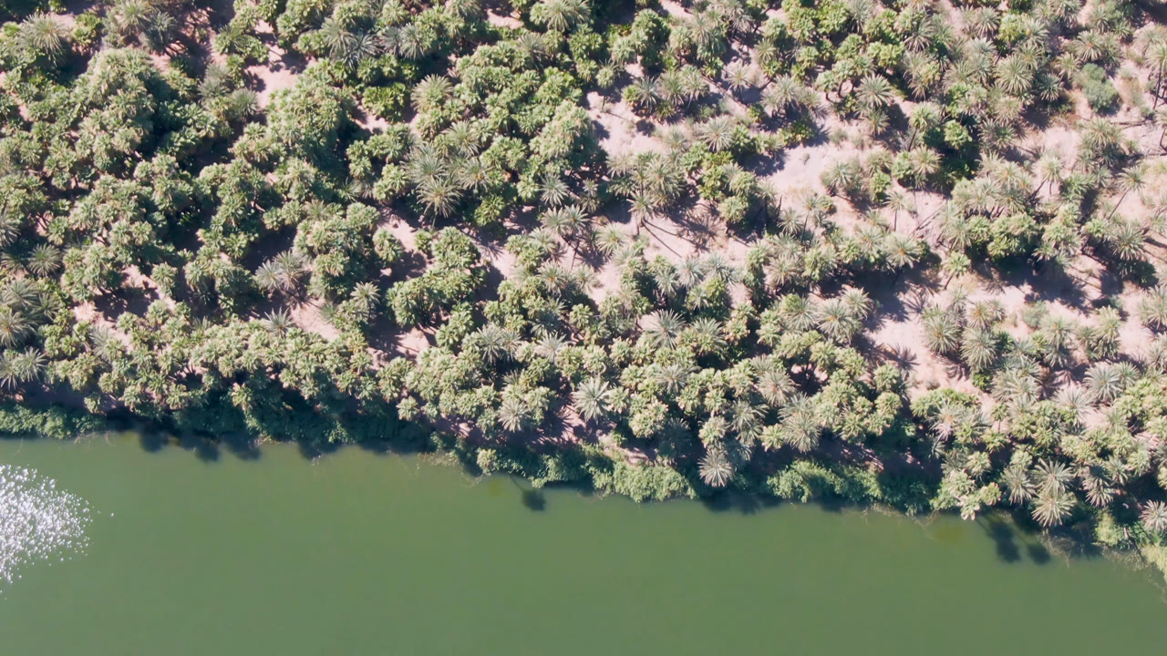 Top-down riverbank with palms and sandy gaps