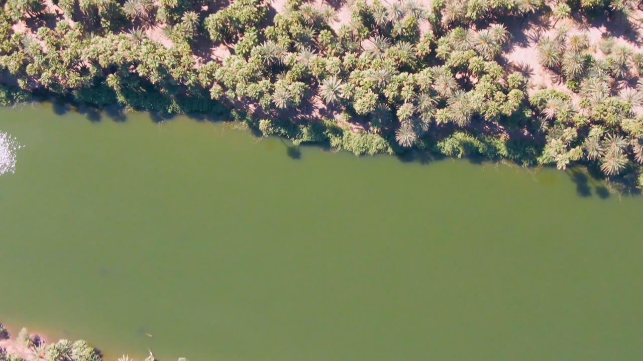 Overhead aerial frame in San Ignacio, Baja California Sur, Mexico, showing green river water below a dense palm-lined bank with pale ground visible beyond and no visible people.