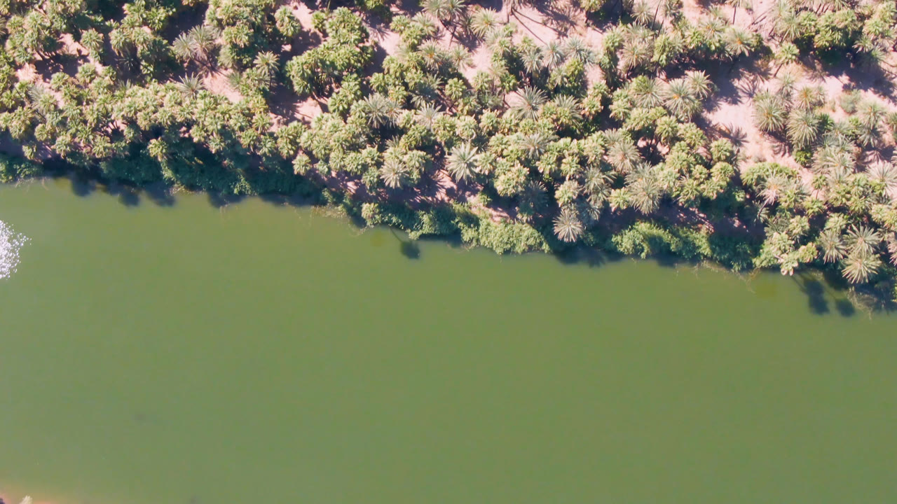 Aerial view over San Ignacio water and shoreline, with a broad green river surface, clustered palms along the bank, small bright water highlights, and no visible people.