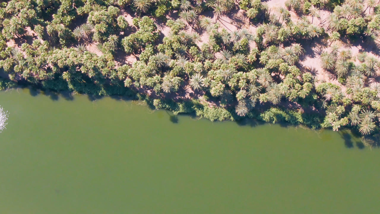 Palm-lined shoreline casting shadows over green river water